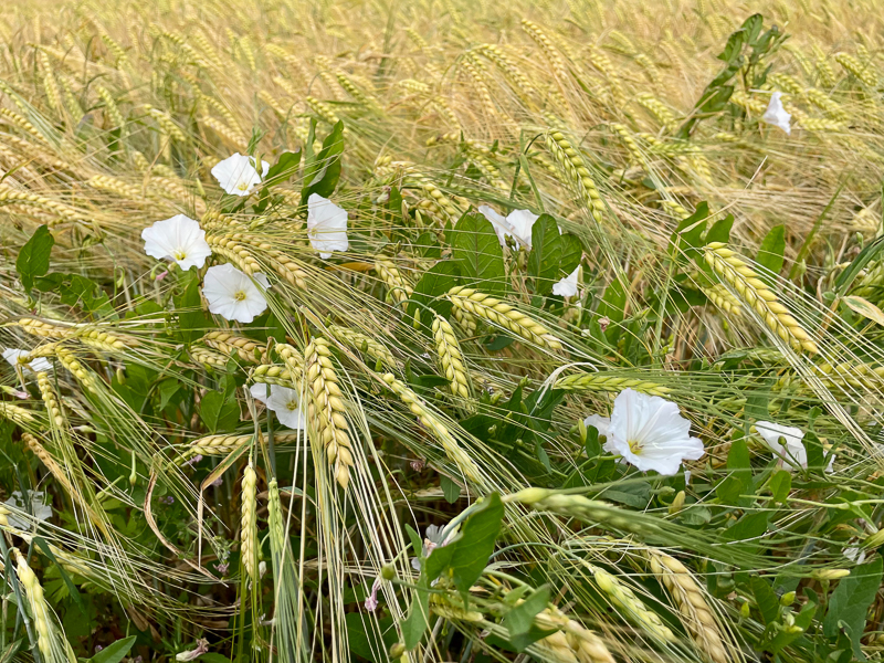 Gerstenfeld mit weißer Acker-Winde