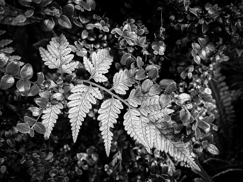 Greymouth: Leather Fern (Rumohra Adiantiformis)